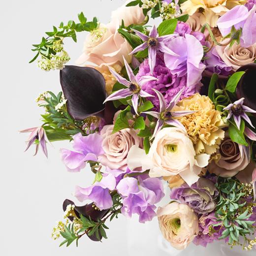 绿荷紫菂 Green Lotus Purple 商品图1