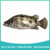 桂鱼 约350g±20g/条 商品缩略图0