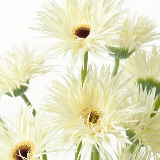 非洲菊 Gerbera 商品图1
