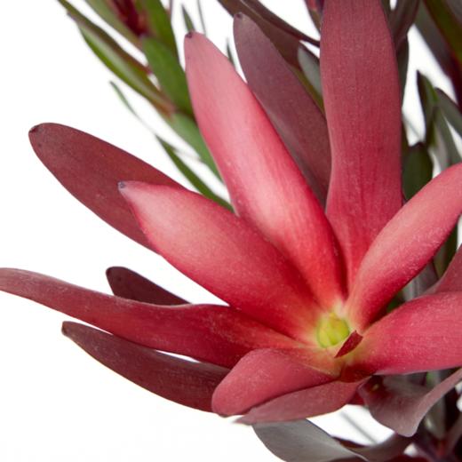 木百合 Leucadendron 商品图1