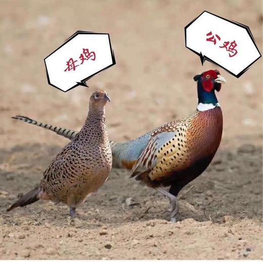 【七彩山鸡】净重约2~2.2斤  正宗新鲜 大山散养 商品图2