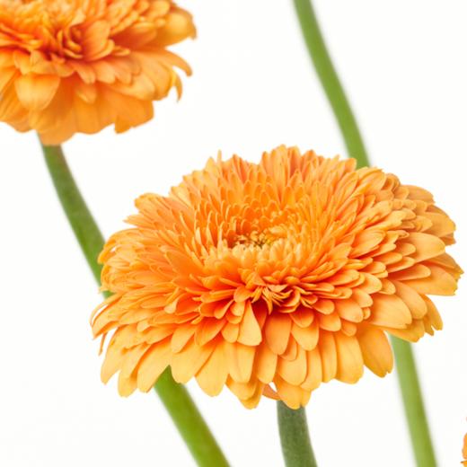 非洲菊 Gerbera 商品图3