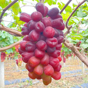 浪漫红颜葡萄 500g/份（比阳光玫瑰还甜，果粒大、有点心形状、脆爽、无籽））