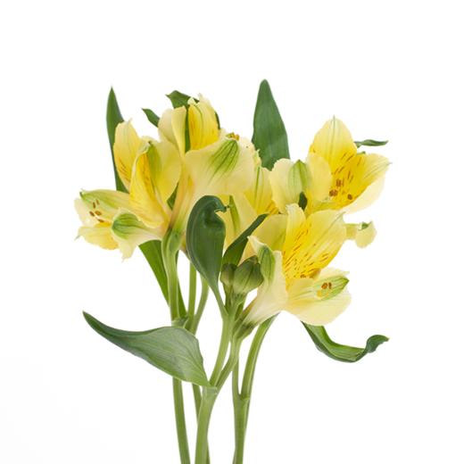 水仙百合 Alstroemeria 商品图0