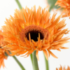 非洲菊 Gerbera 商品缩略图5