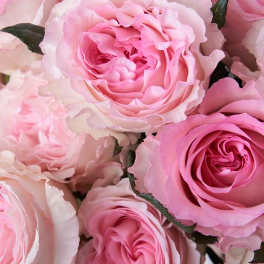 洛神 Roselle 商品图1