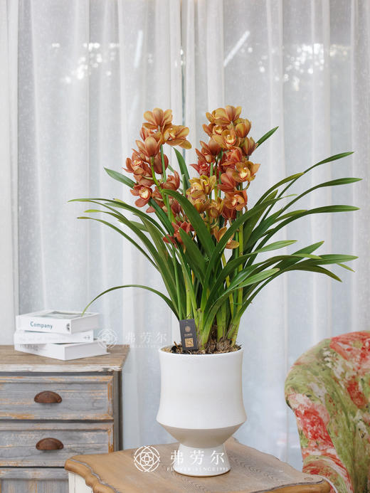 大花蕙兰盆栽1 商品图0