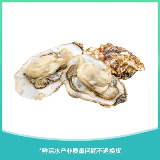 生蚝  约500g/份(整个不破开) 商品图0