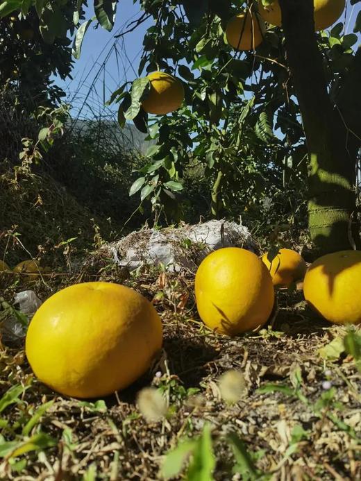 福建  老树文旦柚 商品图4