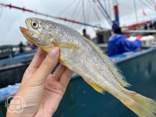 【顺丰包邮】【真野生非养殖！！】野生小黄鱼  只选最优质的舟山野生小黄鱼，肉质鲜嫩鲜美 ，呈蒜瓣状，营养丰富吃起来大大的满足  基地直邮 商品图0