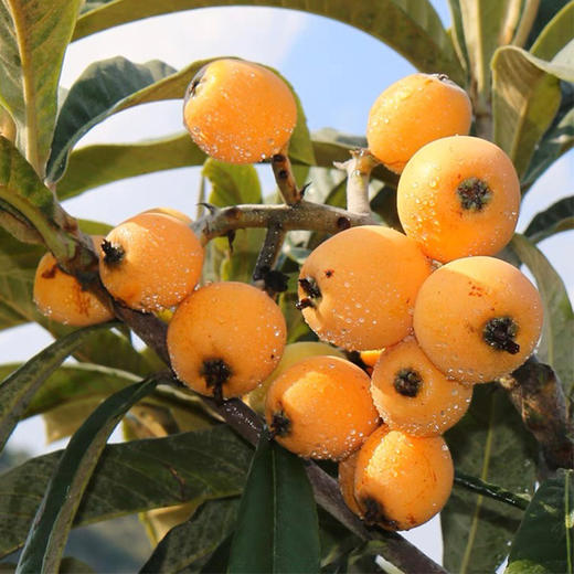 【云南.蒙自枇杷】正宗蒙自枇杷，新鲜采摘，形如琵琶，色如黄杏，果肉细腻，味甜多汁，如此诱惑，岂能放过～ 商品图3