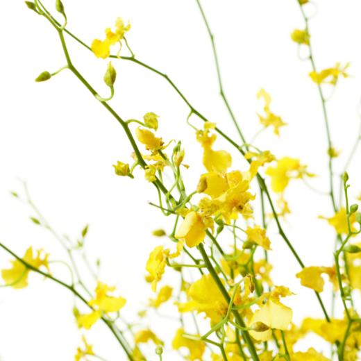 跳舞兰Oncidiums 商品图0