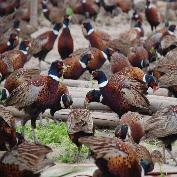 【七彩山鸡】净重约2~2.2斤  正宗新鲜 大山散养