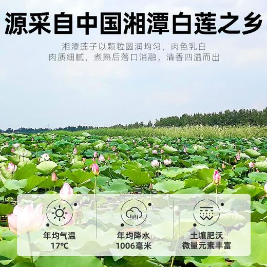 杞里香湘潭白莲子208g磨皮白莲*2罐。共416g 商品图2