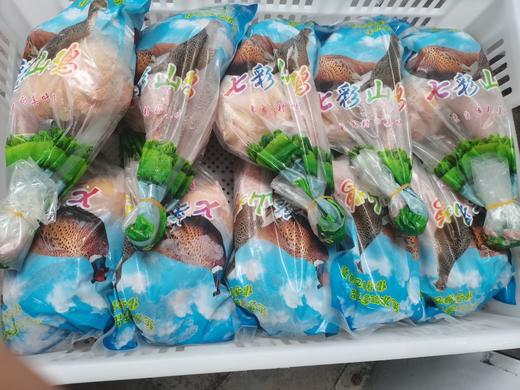 【七彩山鸡】净重约2~2.2斤  正宗新鲜 大山散养 商品图3
