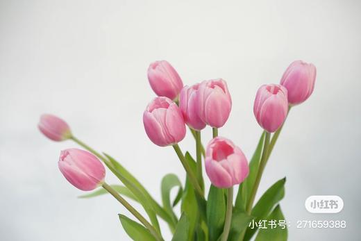 国产郁金香 | 蔓越莓 商品图0