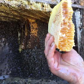 四川凉山野生土蜂蜜纯正天然野生无添加农产品自然成熟结晶液态百花蜜500g罐装包邮