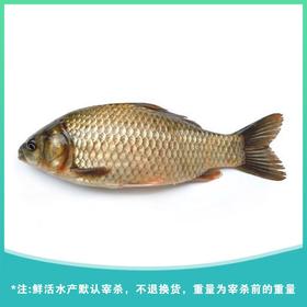 鲫鱼 约750g±50g/份