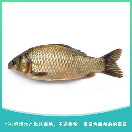 鲫鱼 约750g±50g/份 商品图0