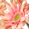 非洲菊 Gerbera 商品缩略图4