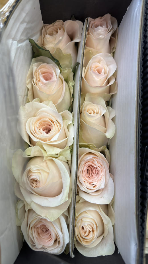 【昆明玫瑰】双鱼座/玉香槟  20枝/扎 商品图8