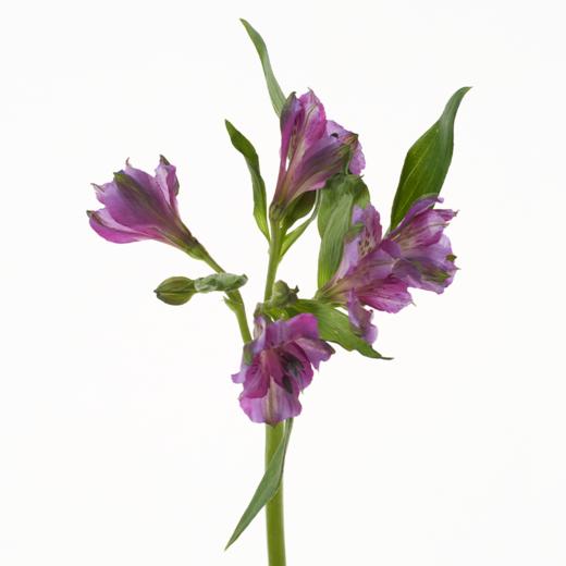 水仙百合 Alstroemeria 商品图3