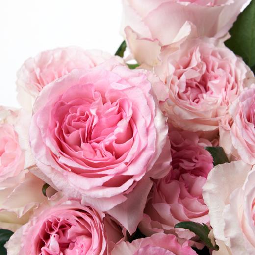 洛神 Roselle 商品图0