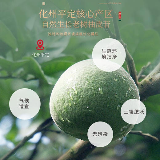 福东海化橘红片240g 商品图6