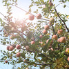 【包邮  】农家  红富士苹果  密云山区种植  脆甜多汁  不打蜡  3斤 商品缩略图5