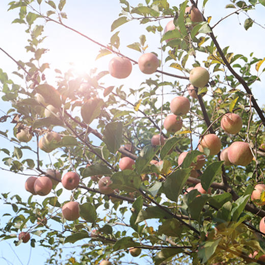 【包邮  】农家  红富士苹果  密云山区种植  脆甜多汁  不打蜡  3斤 商品图5