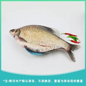 鳊鱼 约700g±50g/条