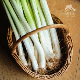 生态白鹿原大葱 | 合作生产*Ecological Bailuyuan Scallion | Coproduction