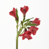 水仙百合 Alstroemeria 商品缩略图2