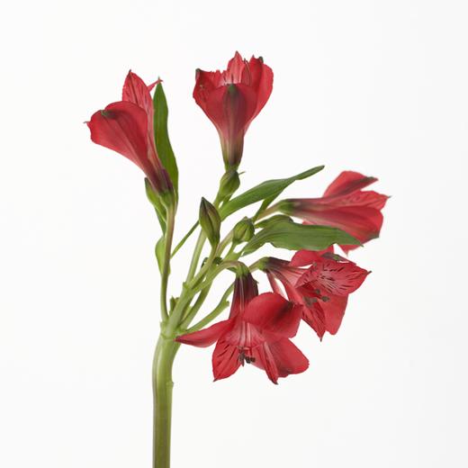 水仙百合 Alstroemeria 商品图2
