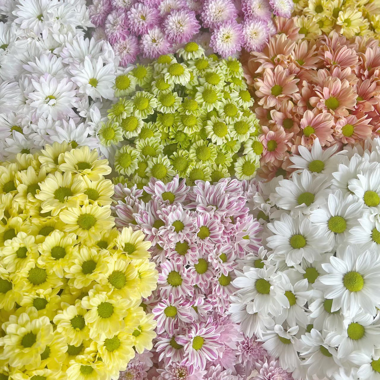 随机配色丨品牌小雏菊丨10支（单拍不发）