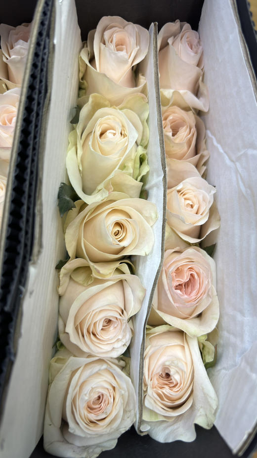 【昆明玫瑰】双鱼座/玉香槟  20枝/扎 商品图7