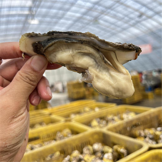 【2025@正宗乳山生蚝】基地精选，乳山无污染海域出品！肉质鲜美不腥气，鲜甜回味，鲜活送达。山东基地直发，预计2-3天左右时效，江浙沪皖顺丰包邮~ 商品图3