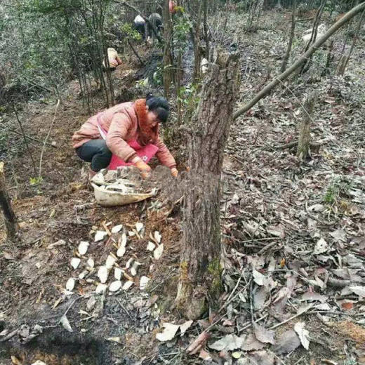 西藏波密野生天麻【产地：西藏林芝.波密】 商品图4