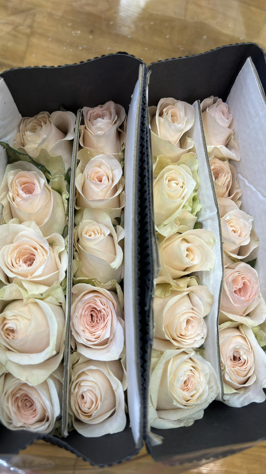 【昆明玫瑰】双鱼座/玉香槟  20枝/扎 商品图9