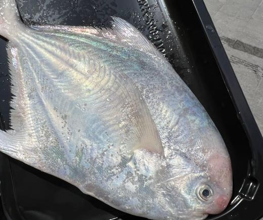 顺丰包邮野生舟山小银鲳鱼  ，肉质鲜嫩，吃着放心基地直邮 商品图2
