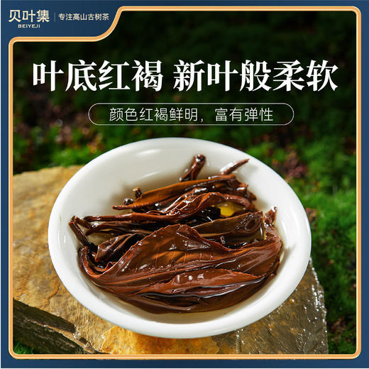 【2026年10月效期 特价清仓】大师野韵云南红茶滇红野放古树花果香联名监制礼盒装 商品图2