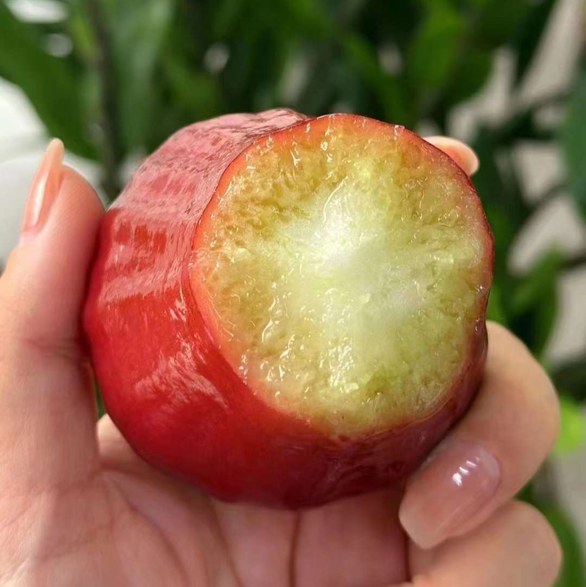 南鹿一号有机莲雾顺丰空运包邮下单从三亚发货