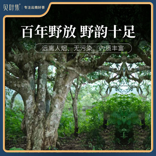 【2026年10月效期 特价清仓】大师野韵云南红茶滇红野放古树花果香联名监制礼盒装 商品图3