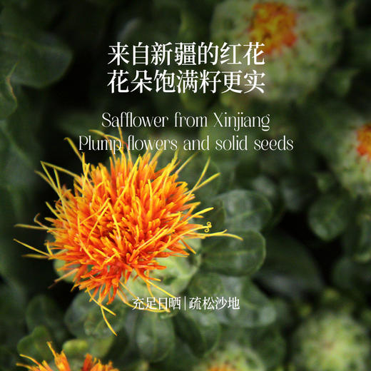 【一乐老师专属】Hong花籽油  一级冷榨Hong花籽油  75%亚油酸 出口品质 商品图5