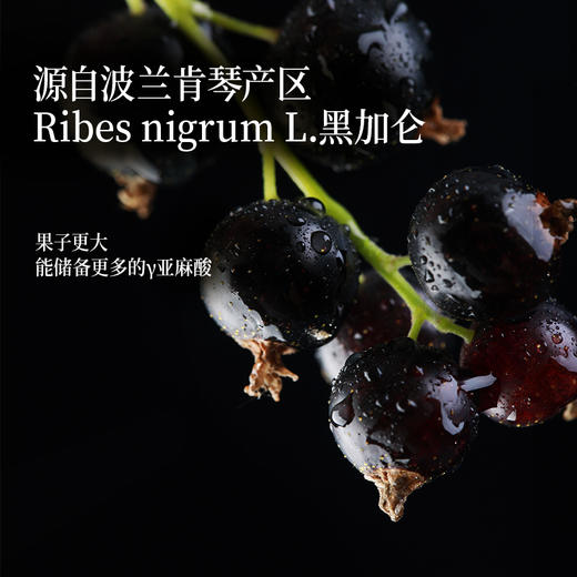 黑加仑籽油110ml 伽马亚麻酸女性日常长效补给 商品图2
