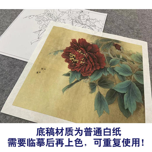 【大彩图】李晓明工笔白描底稿斗方小品《黑剪绒》牡丹临摹勾线花鸟线稿K035 商品图3