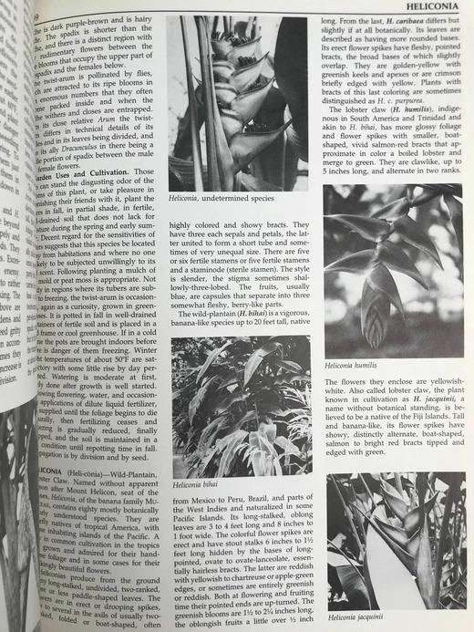 纽约植物园图解园艺百科全书（卷5） 数百幅插图 精装大16开 商品图12
