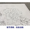 【大彩图】李晓明工笔画白描底稿斗方小品《春花秋韵》牡丹临摹勾线花鸟线稿K039 商品缩略图4