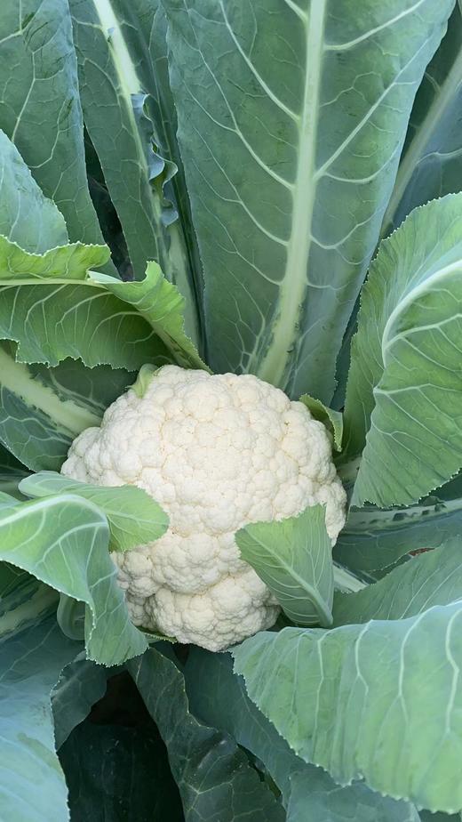 鸿翠园 有机花菜 商品图4