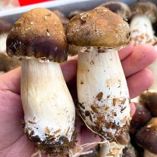 成都赤松茸 商品图6